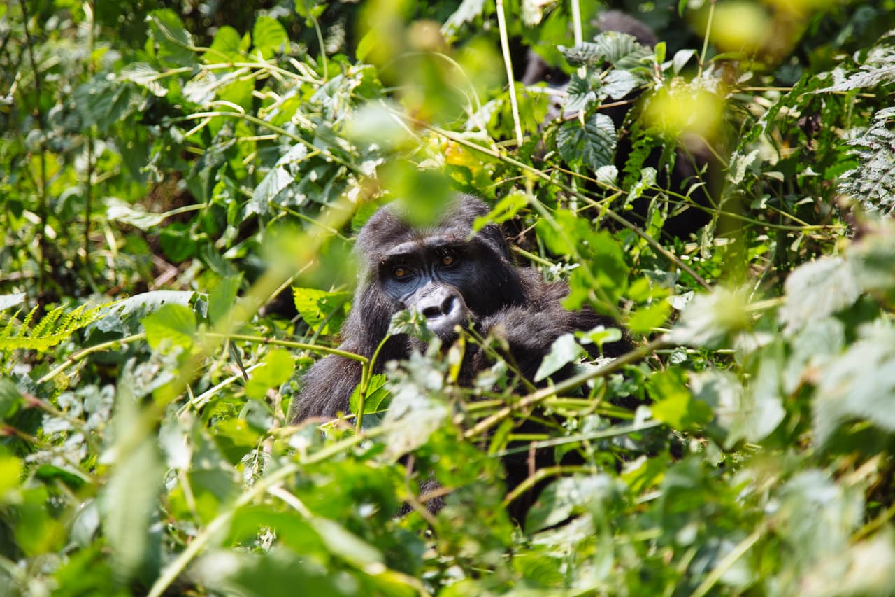 Un gorila observa la cámara mientras se alimenta de unas ramas. La mayoría de las plantas de las que se alimentan son aptas para el consumo humano. Viven en grupos familiares liderados por un macho alfa ‘espalda plateada’, y formados por hembras, crías y machos jóvenes. Estos últimos, al alcanzar su madurez sexual, desafiarán al alfa por su puesto dominante o se apartarán del grupo para formar su propia unidad familiar.