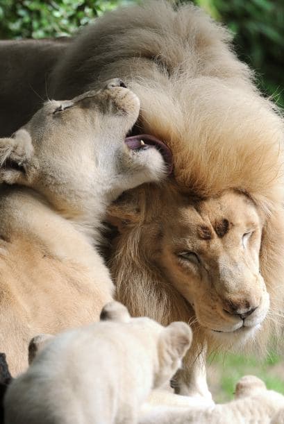 Es una ternura ver a esta pareja de leones que acaban de tener crías dándose muestras de cariño.