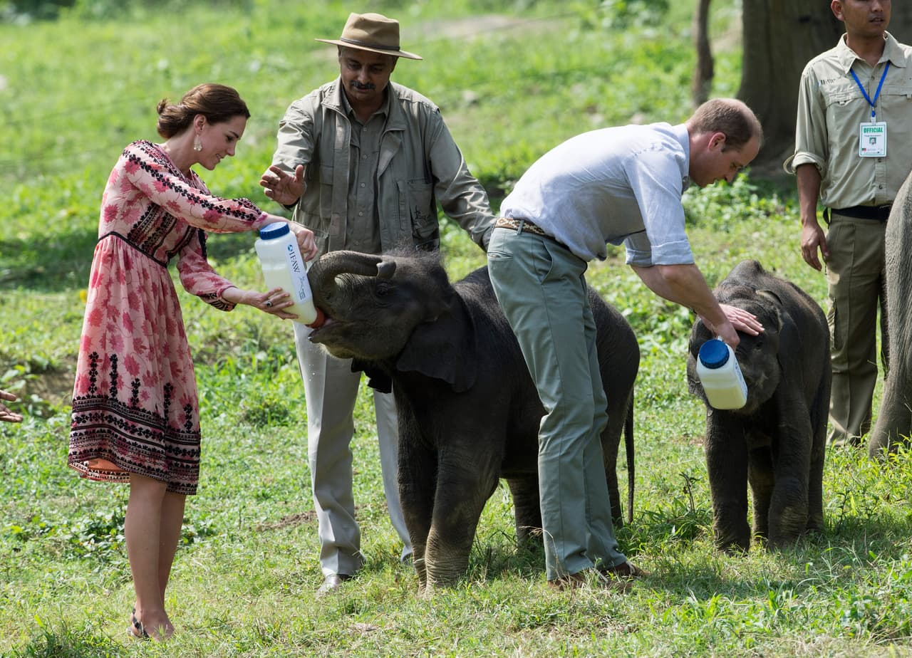 Y alimentar elefantes