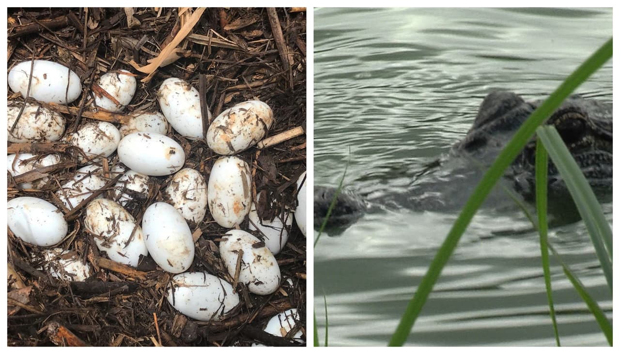 Departamento de Vida Silvestre de Texas advierte sobre la temporada de anidación de caimanes