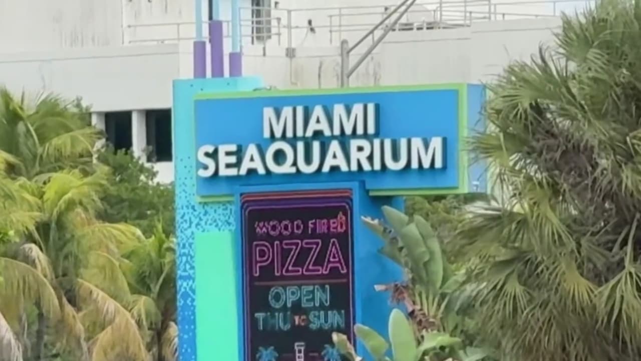 Presentan demanda exigiendo que los votantes decidan el futuro del Miami Seaquarium: te explicamos