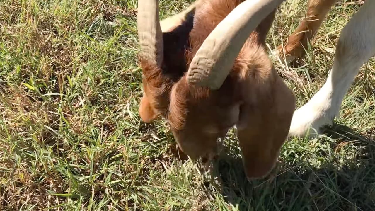 De esta manera natural de acabar con la maleza, se evita utilizar químicos o herbicidas que puedan poner en peligro la salud de la comunidad y del medio ambiente.