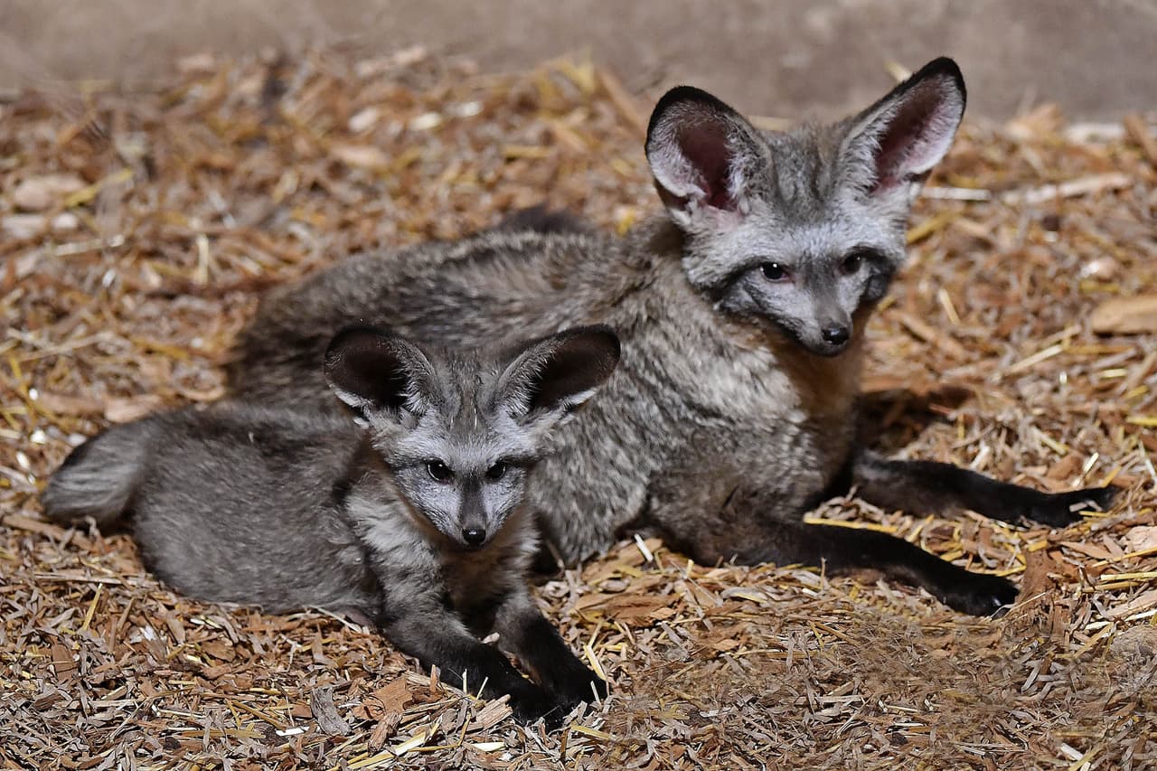 Tres bebés zorros oreja de murciélago nacieron el 23 de marzo en Brookfield Zoo. Aquí se encuentra uno de ellos con su papá, Pombe.