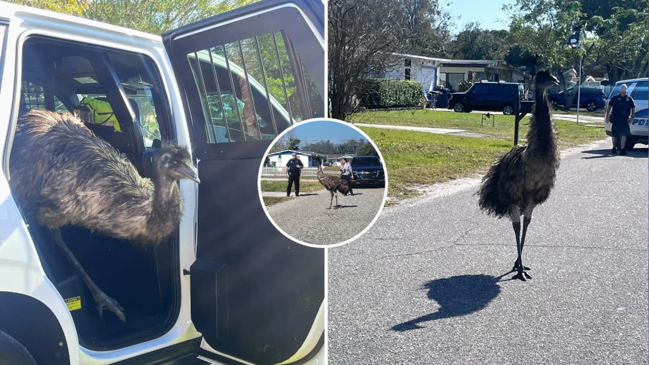 Policía de Bradenton capturó a un emú que escapó de una casa, ¿es legal tener estos animales como mascotas?