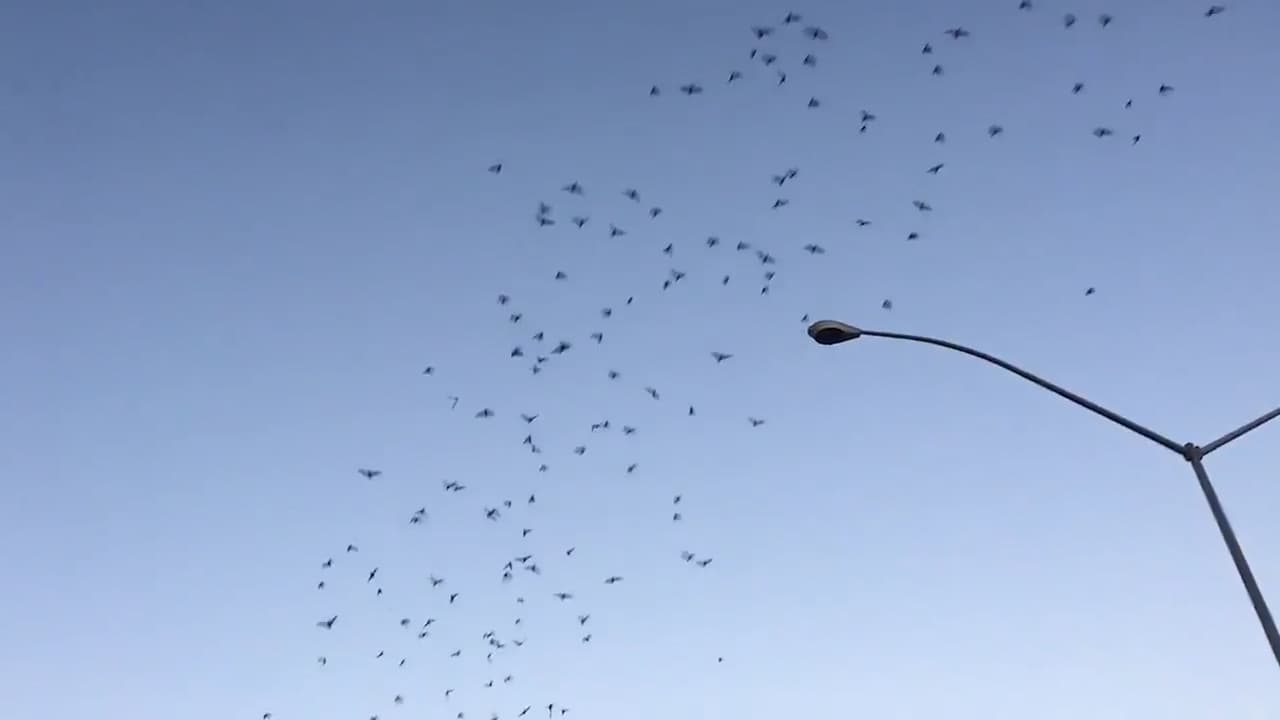 Espectáculo Natural: miles de murciélagos migran a Arizona en el otoño y en estos lugares los puedes ver