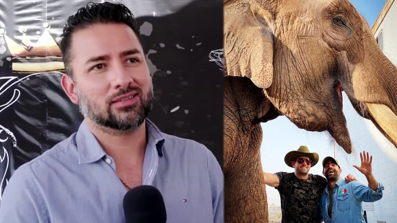 Novio de Marjorie de Sousa planea "adoptar" al elefante 'Big Boy' tras ser rescatado por Arturo Islas y Mr. Tempo