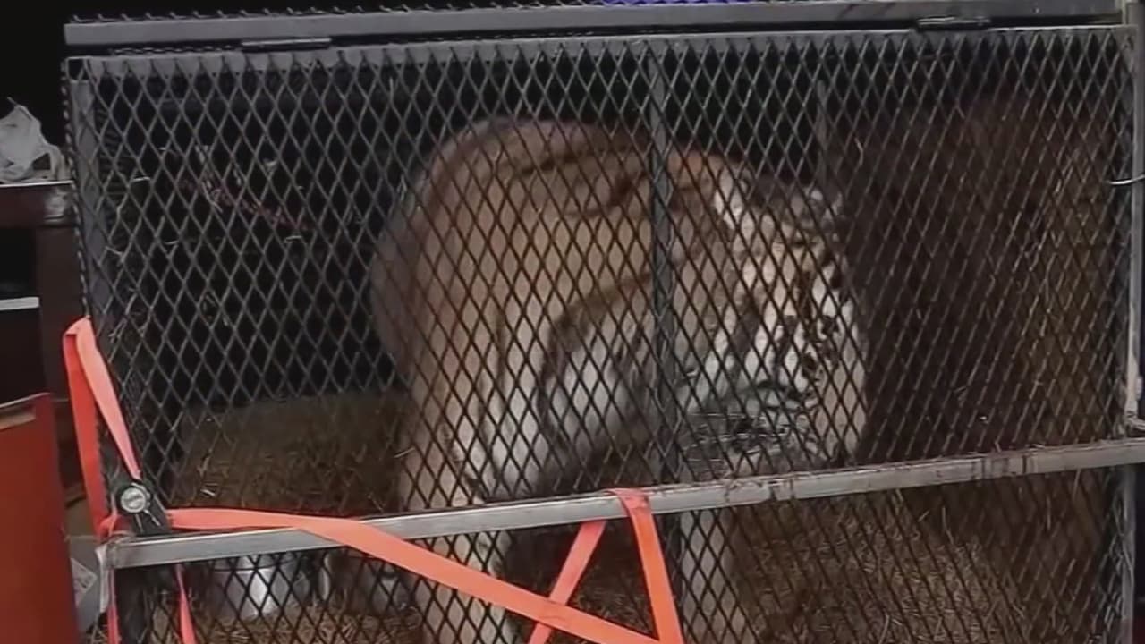 En febrero de 2019, 
<a href="https://www.univision.com/local/houston-kxln/encuentran-un-tigre-en-una-casa-al-sureste-de-houston" target="_blank">un tigre fue hallado en una casa abandonada</a> ubicada en la cuadra 9400 de East Avenue. El animal de aproximadamente 250 libras aparentemente estaba muy bien alimentado y en buen estado de salud, fue sedado con un dargo tranquilizador y trasladado al refugio de animales y adopciones BARC para buscarle un lugar donde vivir.