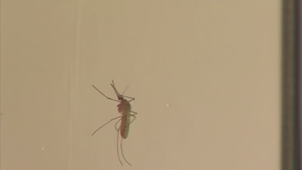 ¿Qué se sabe de la primera muerte por el virus del Nilo Occidental en el condado Montgomery en 2026?