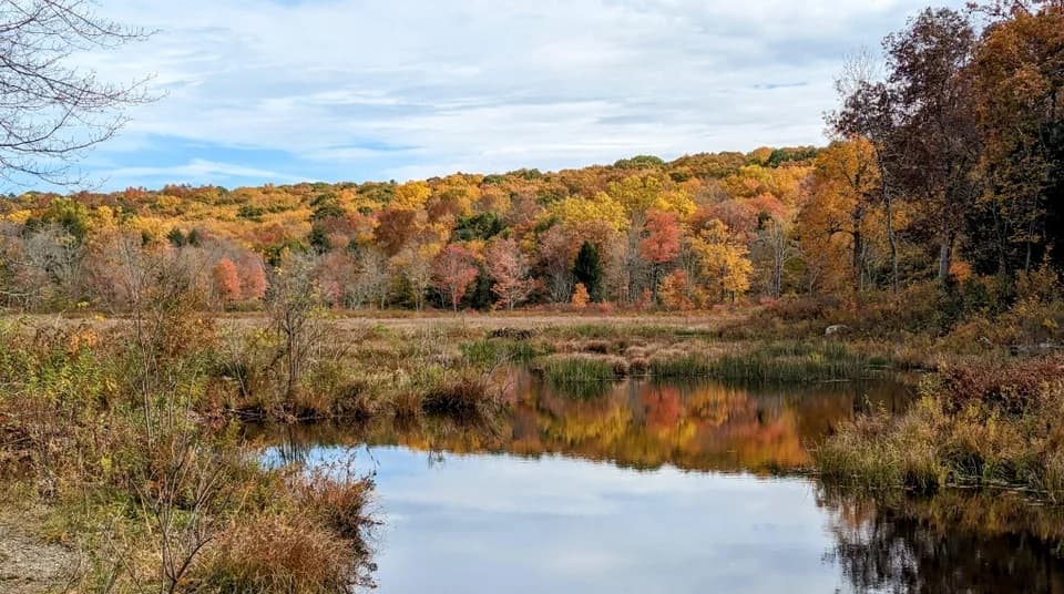 Según el Departamento de Ecología del Estado, en este momento los parques estatales High Point y Wawayanda se encuentran ya cubiertos en tonalidades naranjas y cafés.