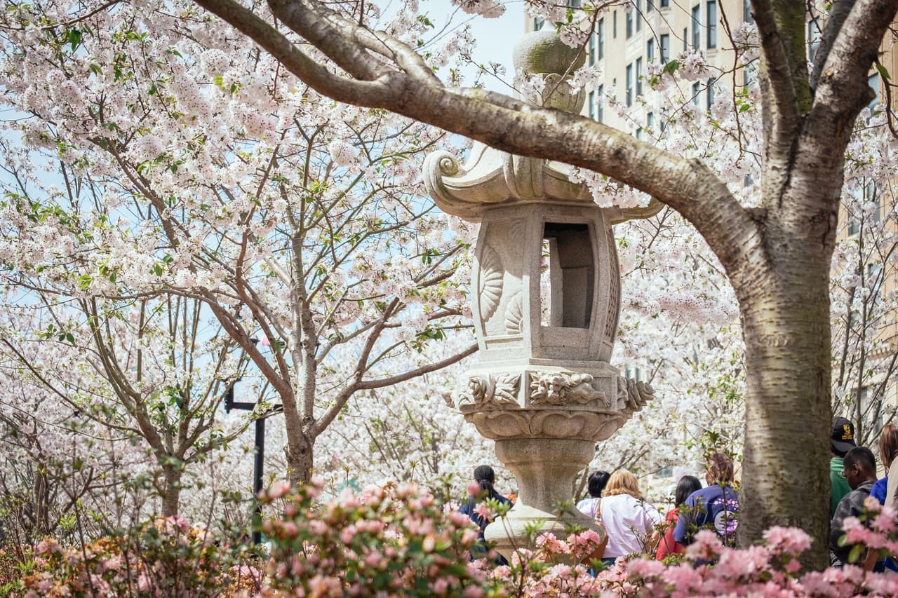 El evento incluye desde un desfile hasta árboles en flor. La entrada a la mayoría de los eventos y al desfile es gratuita.