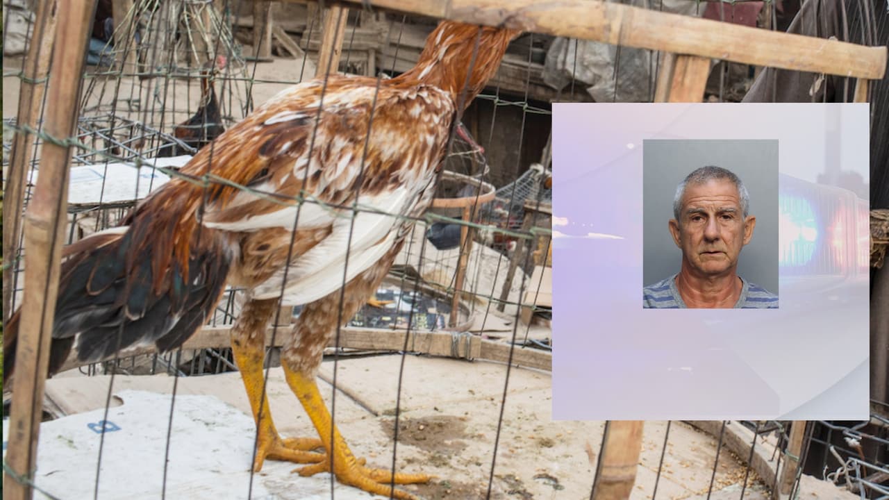 El canto de los gallos ayudó a los policías en el arresto de un hombre
