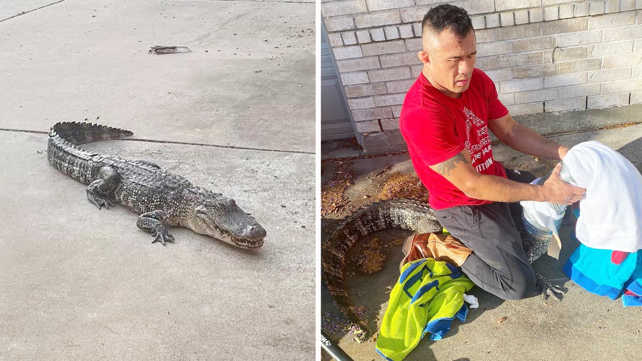 Mike Trinh pone en práctica lo aprendido con el 'Cazador de Cocodrilos' y enfrenta a un caimán en Missouri City 