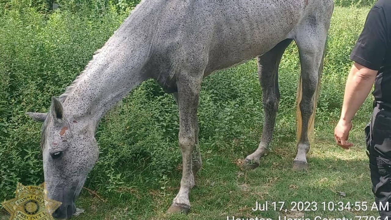 Los Investigadores de Crueldad Animal del Alguacil del Precinto 1 del condado de Harris, en colaboración con Houston SPCA, 
<b>respondieron a una denuncia de un caballo extremadamente demacrado que se desplomó durante la noche del 16 de julio. </b>