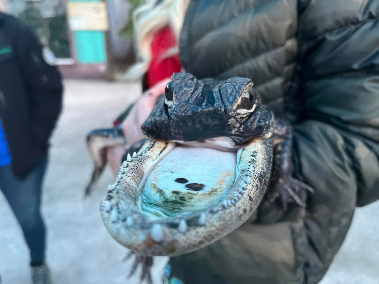 Jawlene fue capturada por un cazador y llevada al parque Gatorland en septiembre.