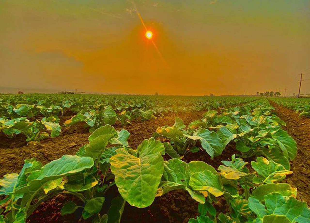 Esta imagen fue compartida por Ramiro la semana pasada cuando 
<b>"el humo fue tan intenso que el campo de brócoli parece como si fuera de un planeta diferente". </b>Aún así, pese al tiempo, la pandemia y los incendios arrasando, él y unos 800 mil campesinos en California siguen trabajando sin descanso.
<br>
