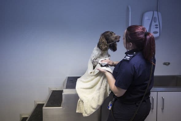 Incluso han encontrado a inmigrantes que van escondidos en las cajuelas de los coches, entre cajas y otros productos que tratan de ingresar al país.