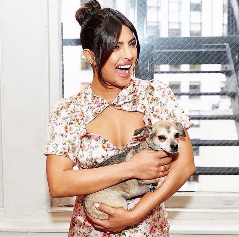 En el 2016, Priyanka Chopra adoptó a Diana, una chihuahueña que en su Instagram @diariesofdiana suma 148 mil seguidores, a pesar de que su cuenta tiene más tiempo que la de Gino.