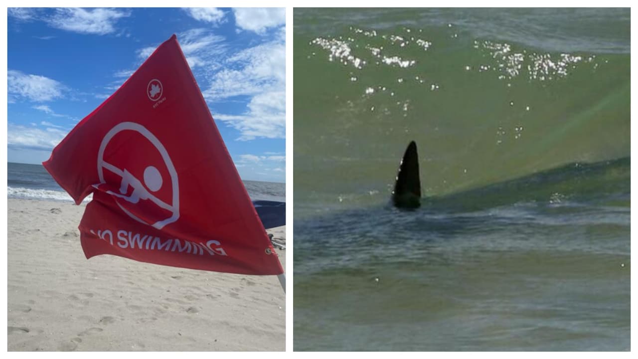 Mujer es mordida por tiburón en Rockaway Beach, no se había reportado otro ataque desde 1958