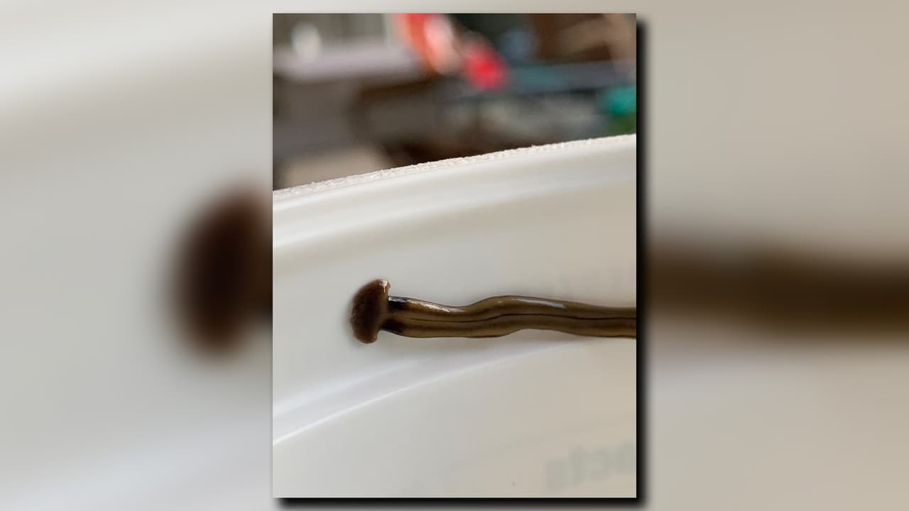 Los gusanos son carnívoros y se alimentan principalmente de lombrices de tierra. Sin embargo, también se sabe que "se alimentan de otros invertebrados que viven en el suelo”.