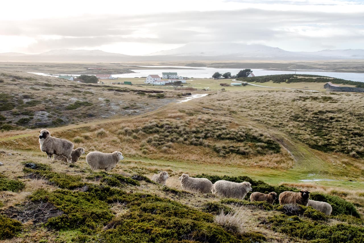 Hoy Goose Green, en el seno Choiseul, es una pradera bucólica, donde pocas cosas recuerdan la dura y sangrienta batalla que se produjo en 1983 entre británicos y argentinos.