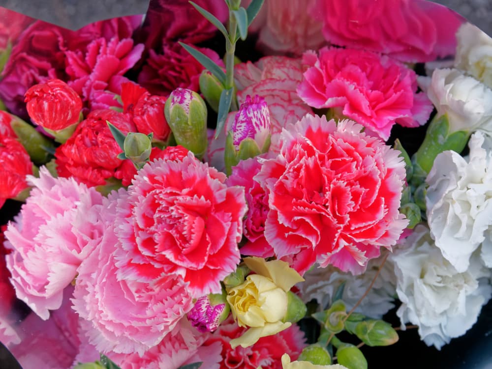 Los claveles también pueden ser ingredientes fundamentales en varios rituales, tanto de buena suerte y protección, como aquellos en que busques atraer amor, fortuna o abundancia.