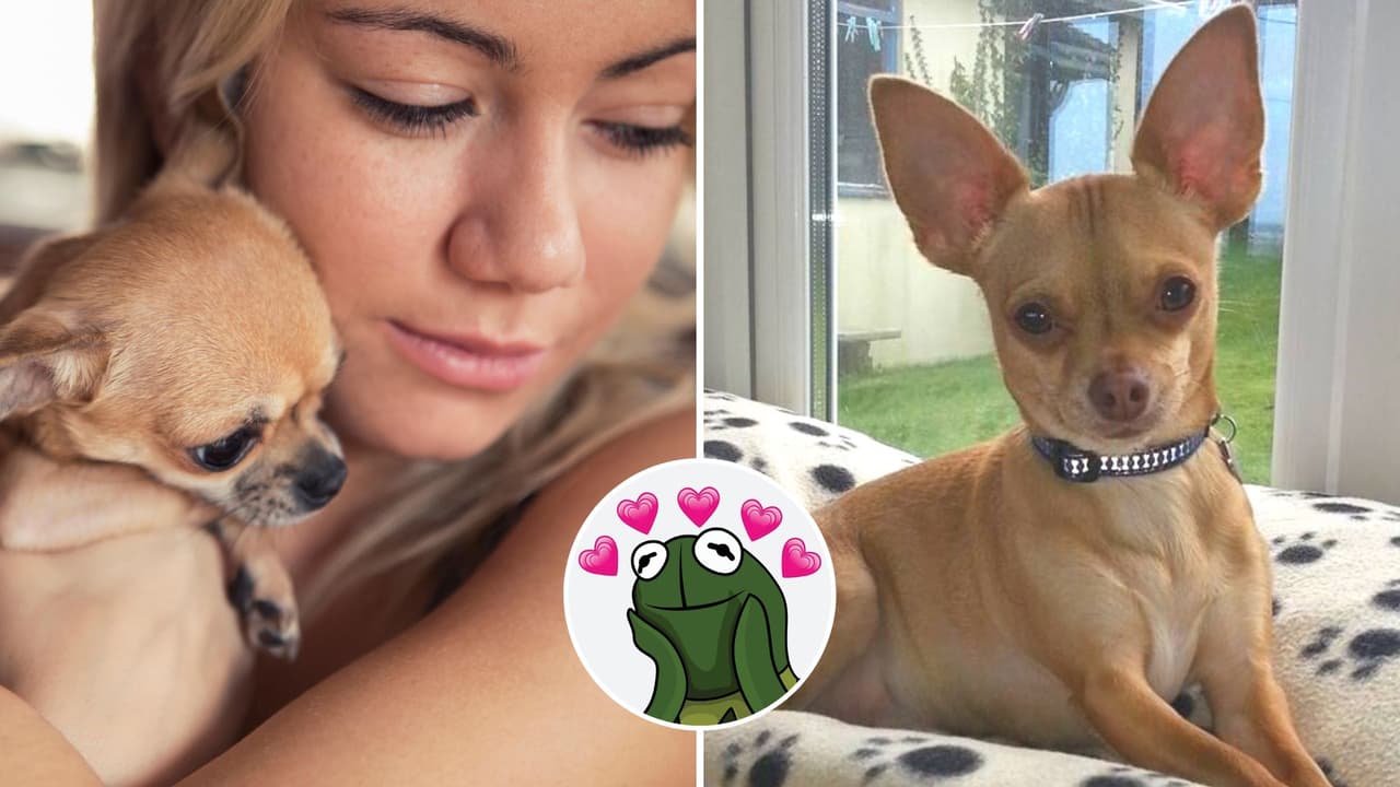  "Se lo debía": Mujer usa su herencia y vende su auto para salvar la vida de su perrita