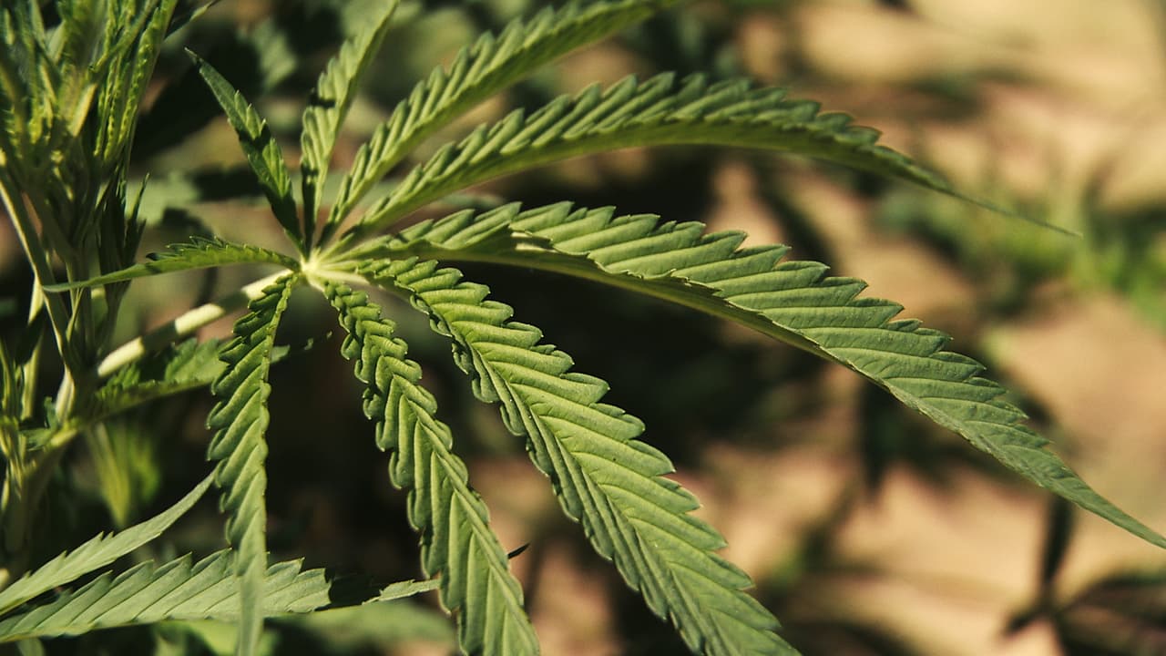 Una de las plantas de marihuana que las 'monjas' cultivan en su 'convento' en Merced, en el norte de California.