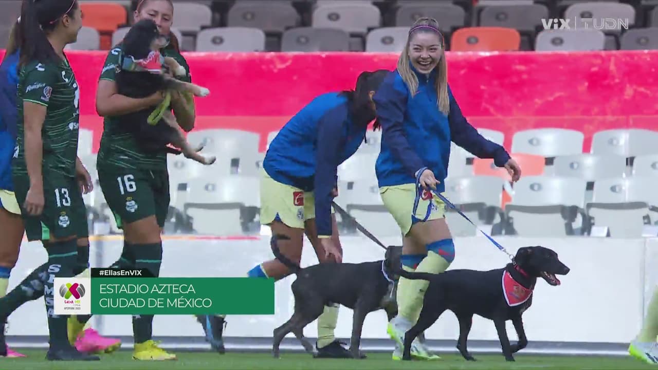 Querétaro usa números con fotos de perritos en adopción