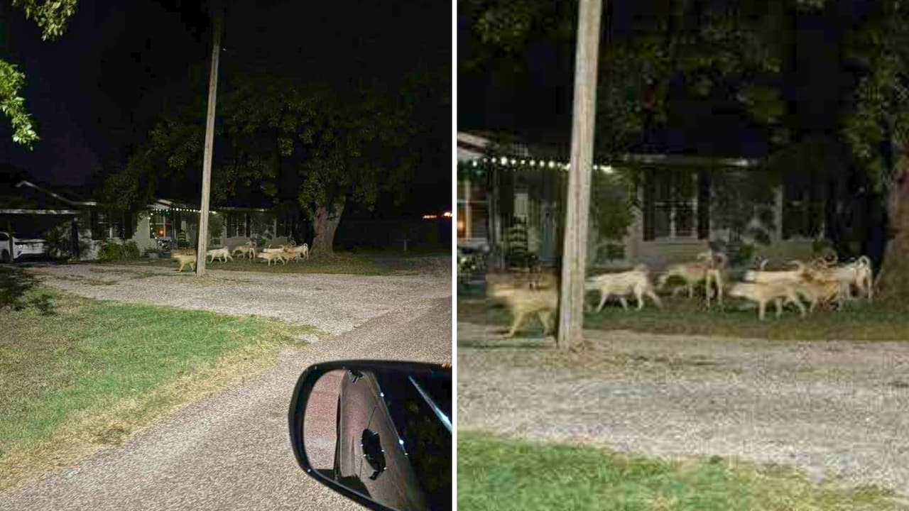 <h3 class="cms-H3-H3">Lo que se espera</h3> La sesión del Concejo será este martes 16 de septiembre en el City Hall (200 W. Railroad). 
<b>Los residentes podrán dar testimonio y presentar propuestas</b>. Lo que está en juego no es solo el control de una manada, sino 
<b>el derecho de familias enteras a recuperar la tranquilidad en su propia calle</b>. 
<br>“Queremos soluciones”, resume Heather. “Nuestros hijos 
<b>merecen jugar sin miedo y los animales también merecen un destino mejor </b>que sobrevivir en las calles”.