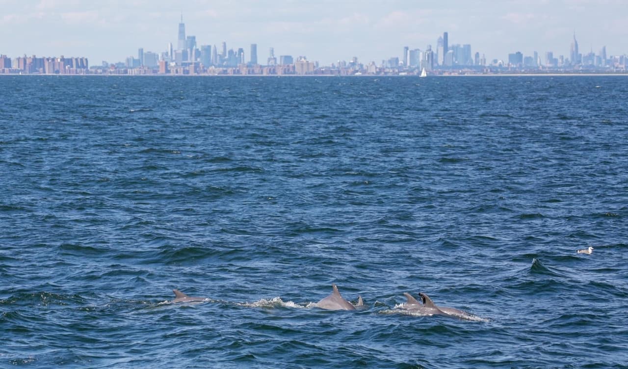 No solamente se han visto ballenas, también delfines en grupos que incluso interactúan entre ellos.
<br>