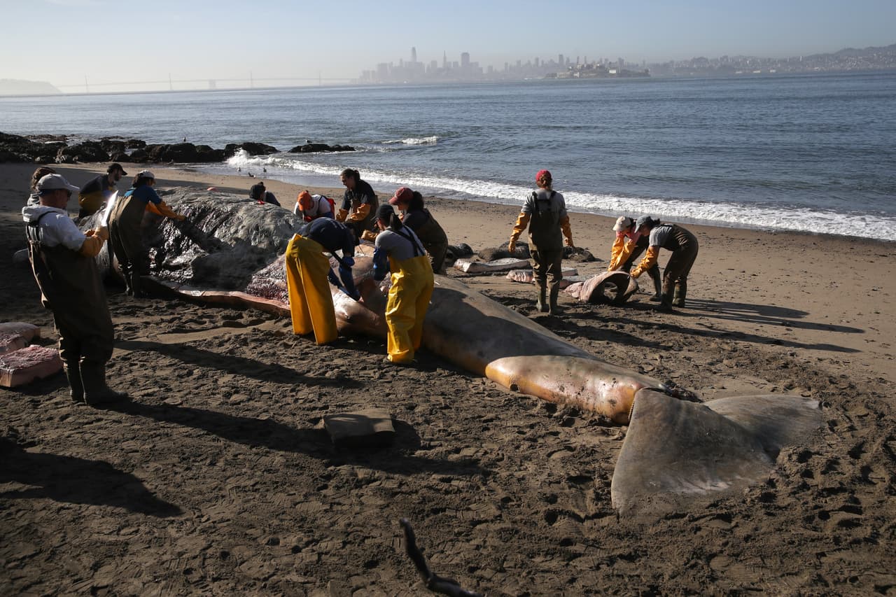 "Por lo general veríamos esta migración sana y muy lineal, sin detenerse", dijo Mary Jane Schramm, investigadora de la Administración Nacional Oceánica y Atmosférica
<a href="http://www.noaa.gov/"><u>NOAA </u></a>citada por medios locales. Agregó que las ballenas grises no suelen entrar en la bahía de San Francisco y si lo hacen,
<b>significa que algo está mal.</b>
