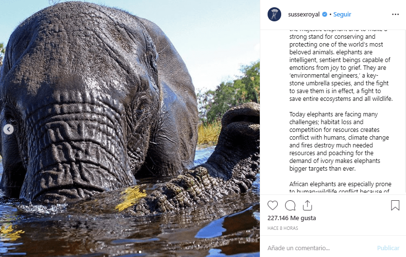 Y compartieron estas fotografías de Elephants Without Borders que muestran a los paquidermos en su hábitat.