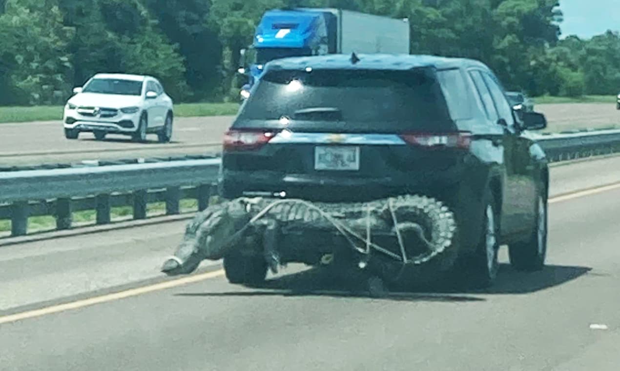 El cuerpo de un caimán es trasladado en la Interestatal 95 en Florida.