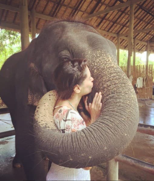 Galilea Montijo recibió un abrazo de trompita de este elefante.
