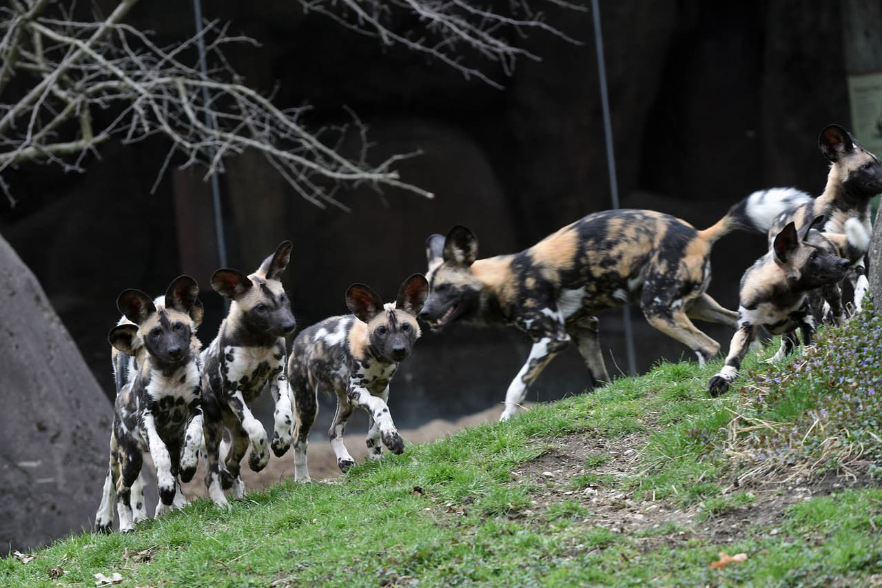 Los siete cachorros de perros pintados africanos nacieron el 13 de enero y incluyen a 5 machos y 2 hembras. Los cachorros recibieron acceso a su hábitat en el aire libre por primera vez el viernes pasado.