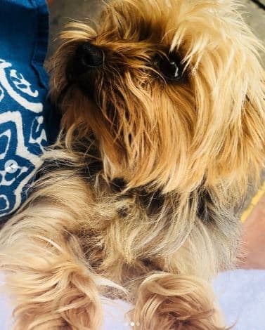 "Es como de peluche Cocó. ¡La amamamos! ¡Vacaciones en familia y Cocó es la onda! Oigan, ¿tips para que sus perros no vomiten en el coche?", comentó la hermana mayor de Ludwika Paleta tras publicar esta imagen.