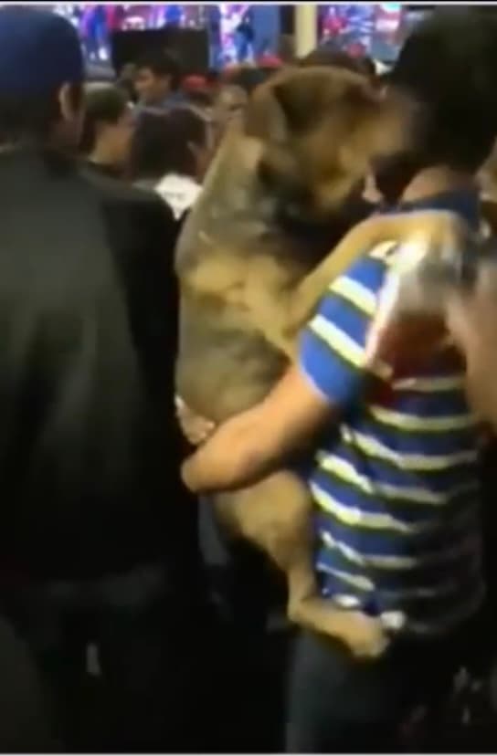 Se espera que pronto haya un castigo ejemplar para el culpable, aunque eso no sirva para traer de vuelta a 'Rodolfo Corazón', un cariñoso miembro de una comunidad que vio como en una noche cualquiera un joven con un hacha
<b> los dejó huérfanos de la alegría que un cariñoso perro dejaba a su paso. </b>
<br>