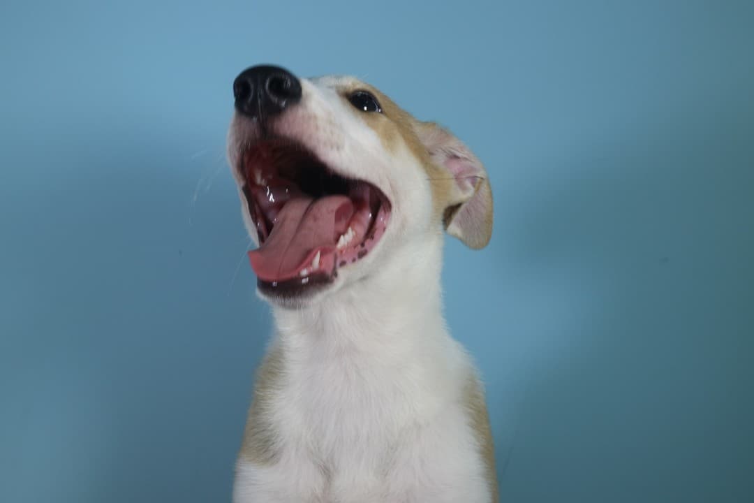 Cómo clonaron a Antony, el primer perro que nace de este proceso en Latinoamérica