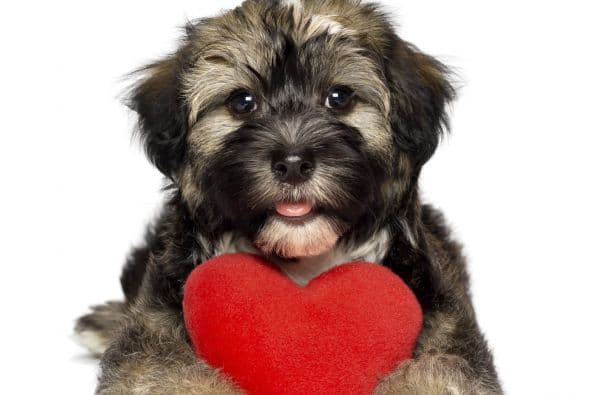 ¿No estás sintiendo el amor para El Día de los Enamorados? Estas son las 12 razones por las cuales quizás tu Valentín ideal tiene cuatro patas.