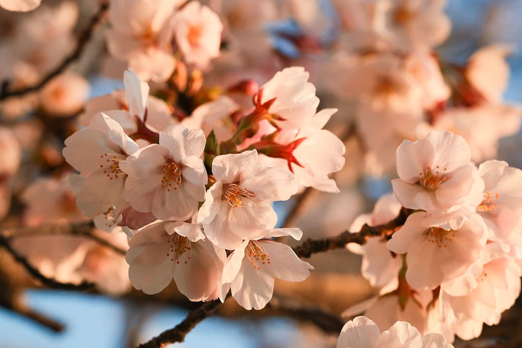 Los primeros árboles de 'cherry blossoms' fueron un regalo de Japón en el 1910. Y aunque esos primeros enfermaron, dos años más tarde otros 3,000 fueron plantados y algunos de ellos permanecen en el centro de Washington DC.