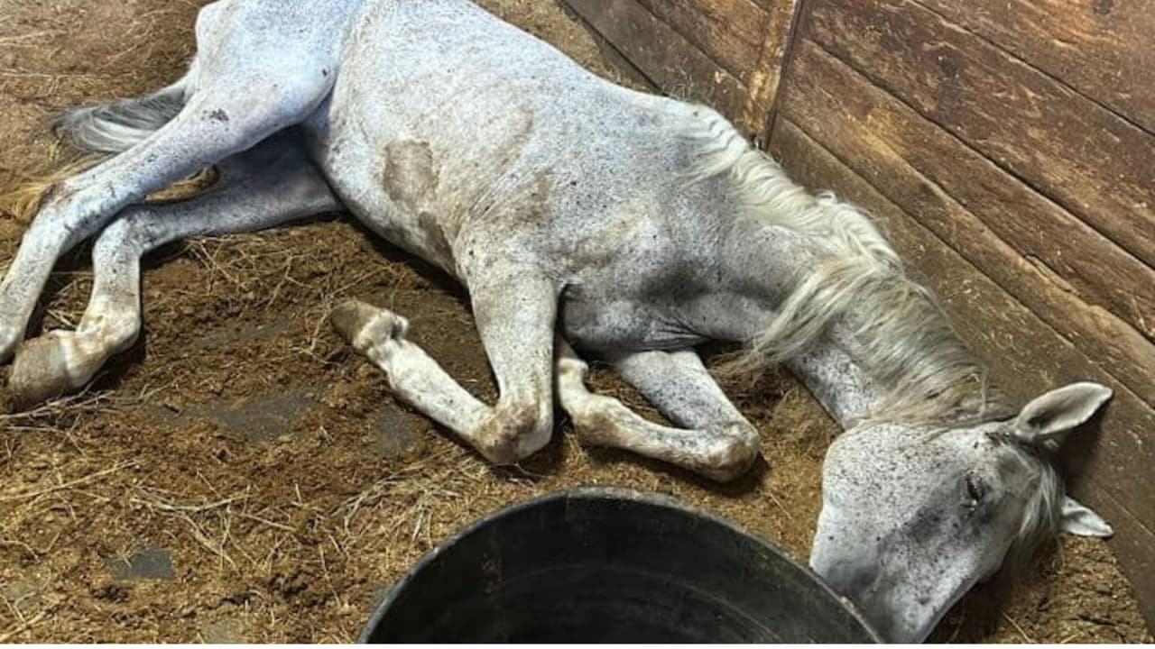 Esta investigación sigue en curso 
<b>y se enviará a la Oficina del Fiscal de Distrito del Condado de Harris, Sección de Crueldad Animal para una revisión sobre cargos criminales.</b>