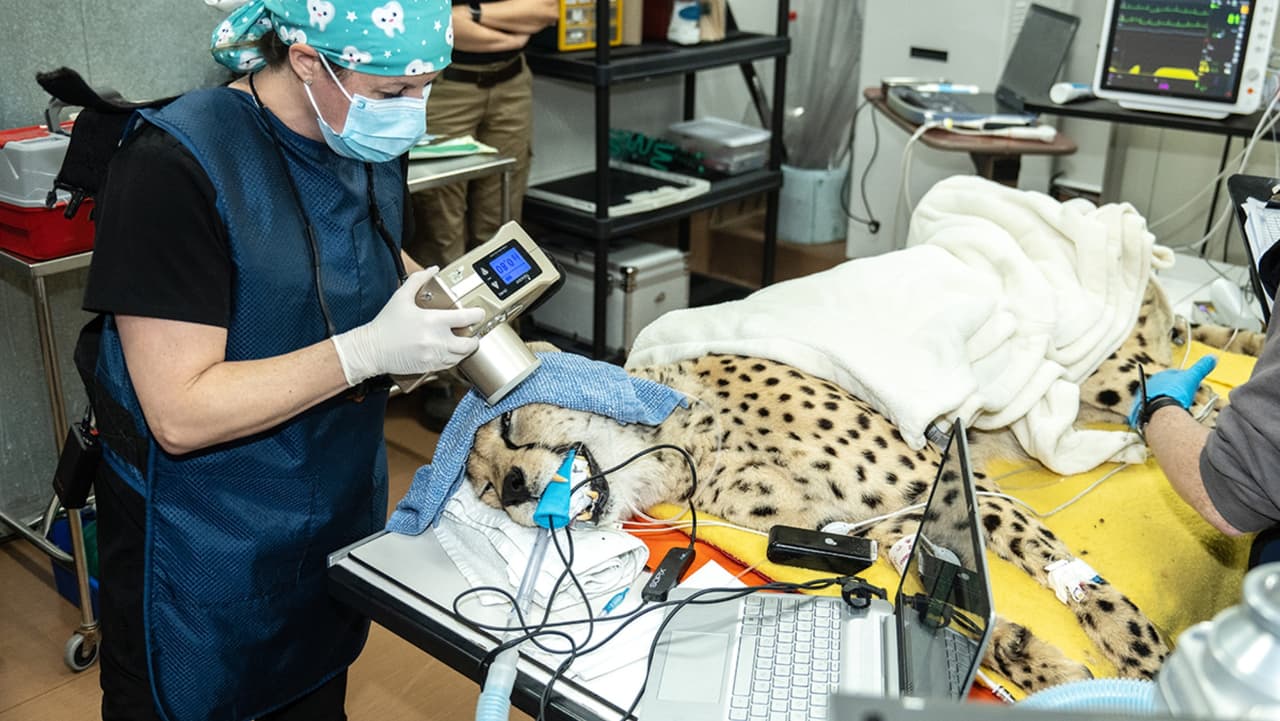 Los animales salvajes tienen que recibir anestesia para poder ser evaluados.