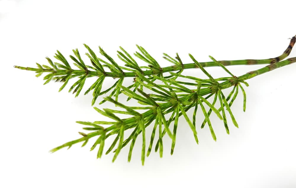 Esto lo hacían ya sea bebiéndola o quemándola como sahumerio, tipo salvia o incienso o en varios rituales según el propósito de la persona, que quiere conseguir esa buena suerte económica.