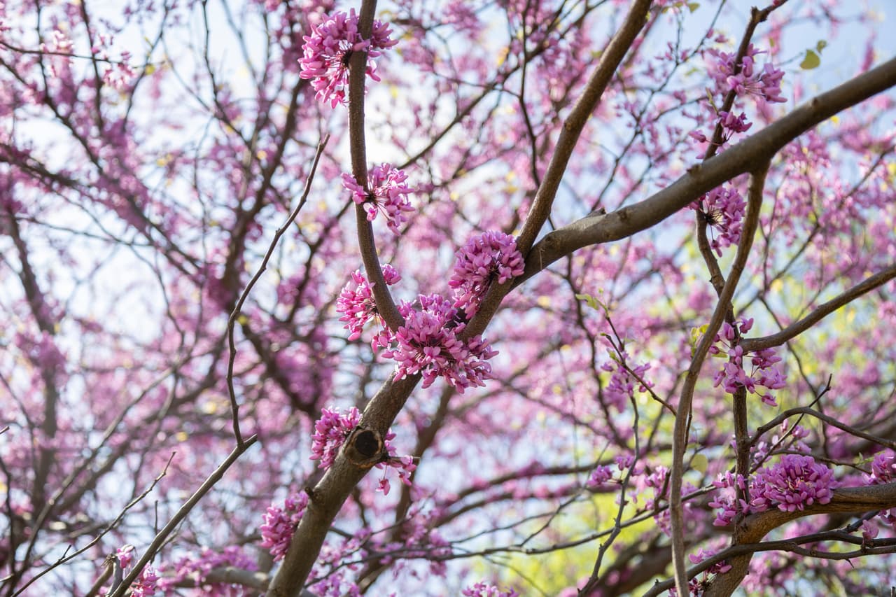 En ciudades como Chicago y sus alrededores
<b>, se llevarán a cabo jornadas de limpieza, plantación de árboles, talleres y eventos educativos durante los meses de abril y mayo.</b>