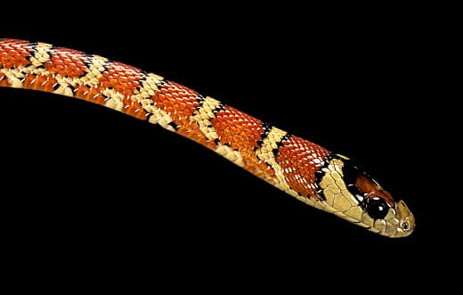 Pero existe un truco que muchas personas utilizan para diferenciarlas.
<br>
<ul>
 <li data-stringify-indent="0" style="box-sizing: inherit; margin-bottom: 0px; list-style-type: none; margin-left: 28px;">"Si el rojo toca el amarillo, muere un amigo. Si el rojo toca el negro, todo bien Pedro".</li>
</ul>
<ul>
 <li data-stringify-indent="0" style="box-sizing: inherit; margin-bottom: 0px; list-style-type: none; margin-left: 28px;">"Si el rojo toca el amarillo, te vas de este mundillo. Si el rojo toca el negro, yo me alegro".</li>
</ul>