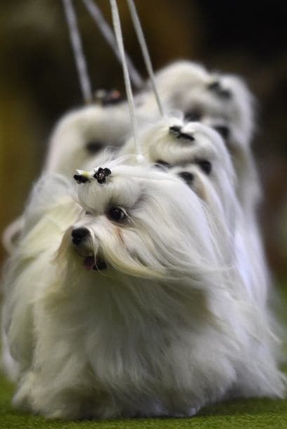 Más de un maltés seguramente se llevó los aplausos del público, al caminar con tanta elegancia.