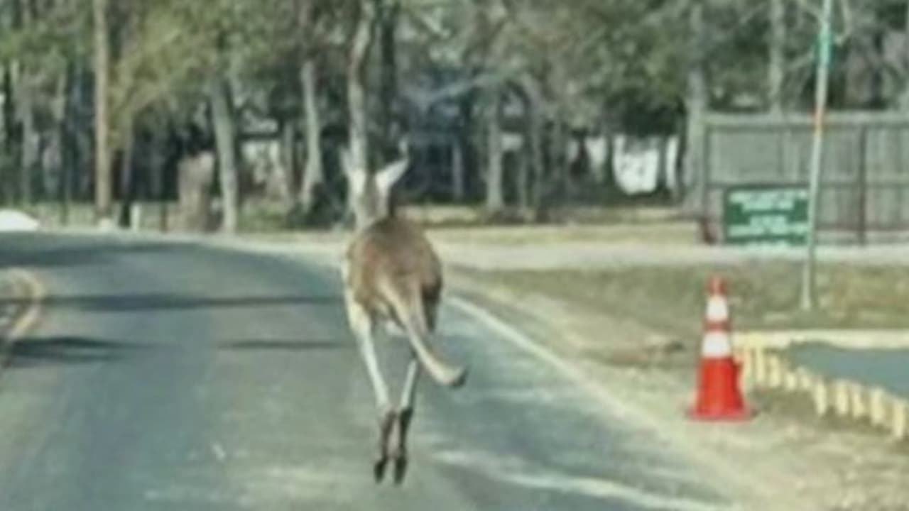 Buscan a los dueños de un canguro que fue visto deambulando por carretera en Texas
