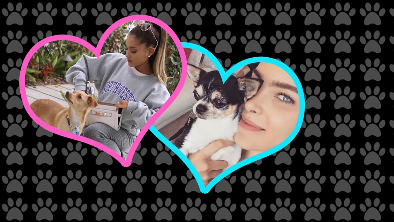 Estos simpáticos animalitos se han convertido en lo más preciado de estos cantantes. ¿Ya los conoces?