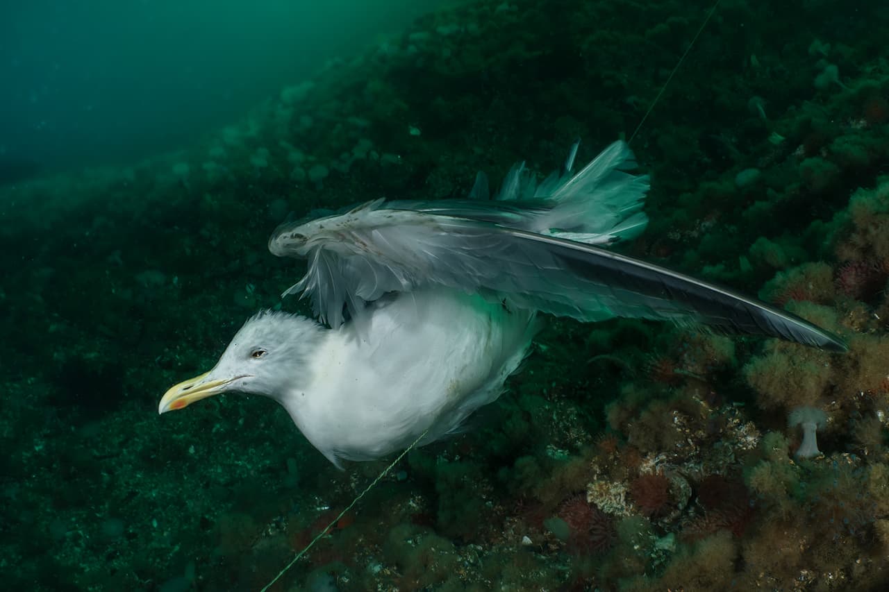 Una gaviota atrapada en un un cordón de pesca en Saltstraumen, Noruega. Fue la ganadora del segundo lugar en la categoría ‘conservación’.