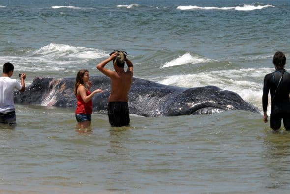 Schvartzman destacó la importancia del ingreso de una nación a la organización, que cuenta con 88 países miembros.